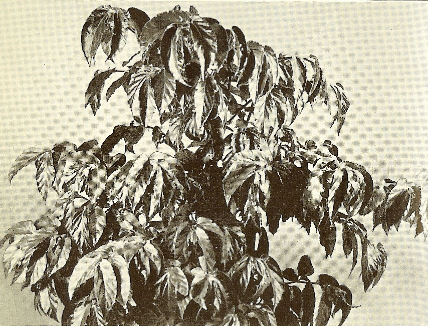 B. macrocarpa